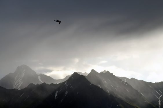 Mountain tops, grey sky and solitary bird